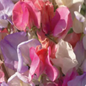 Sweet Pea, Incense Mix